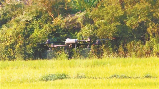 無人機飛防為稻田病蟲害保駕護航(圖1) 無人機飛防為稻田病蟲害保駕護航(圖1)